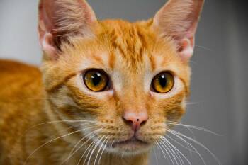 BURRATA (m) -  Domestic Short Hair Cat Available for Adoption in New Bern, North Carolina - BURRATA (m) | PetCurious