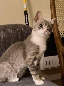 Rescue Domestic Short Hair Cats for Adoption in Detroit, Michigan - Blinky | PetCurious