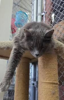 Rosie Kitty -  Domestic Medium Hair Cat Available for Adoption in Youngtown, Arizona - Rosie Kitty | PetCurious