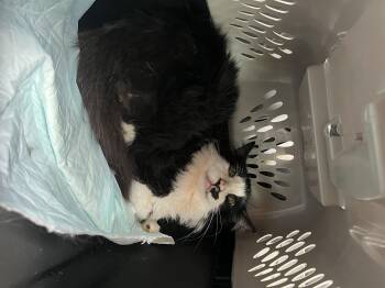 Rescue Maine Coon Cats for Adoption in Castile, New York - Tache | PetCurious