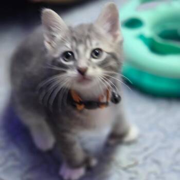 Mittens -  Domestic Short Hair Cat for Adoption in Overland Park, Kansas - Mittens | PetCurious