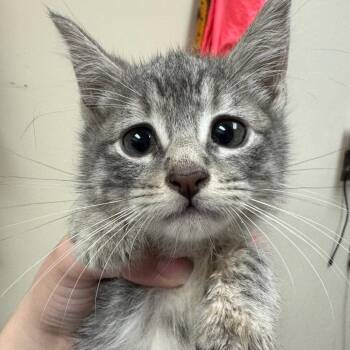 Chippy Dippy Dopey Dub (group 1) -  Domestic Short Hair Cat Available for Adoption in Pekin, Illinois - Chippy Dippy Dopey Dub (group 1) | PetCurious
