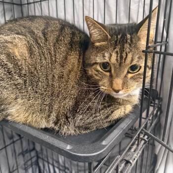 Rescue Domestic Short Hair Cats for Adoption in Normal, Illinois - Goblin | PetCurious