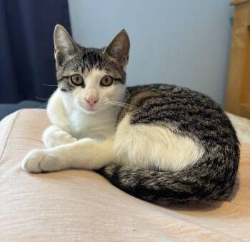 Rescue Domestic Short Hair Cats for Adoption in Harrison, New York - Wynette | PetCurious