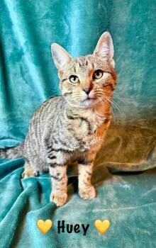 Rescue Tabby Cats for Adoption in Copley, Ohio - Huey | PetCurious