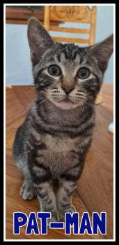 Rescue Domestic Short Hair Cats for Adoption in Valley City, North Dakota - Pat-Man | PetCurious
