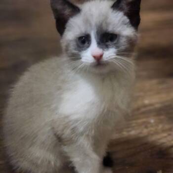 Danck -  Siamese Cat Available for Adoption in Albany, New York - Danck | PetCurious