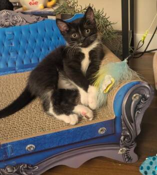 Ruthie -  Domestic Short Hair Cat for Adoption in Coquitlam, British Columbia - Ruthie | PetCurious