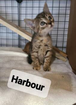 Harbour -  Domestic Short Hair Cat for Adoption in Alafaya, Florida - Harbour | PetCurious