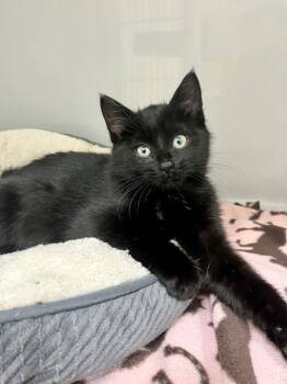 Rescue Domestic Short Hair Cats for Adoption in Webster, Wisconsin - Spookley | PetCurious