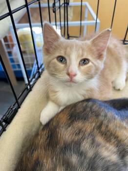 Kyle -  Domestic Short Hair Cat for Adoption in Westfield, New Jersey - Kyle | PetCurious