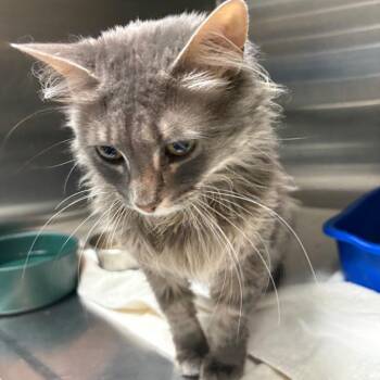 Domestic Medium Hair Cats Available for Adoption in Springfield, Illinois - Jane | PetCurious