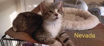 Nevada -  Domestic Short Hair Cat for Adoption in Menasha, Wisconsin - Nevada | PetCurious