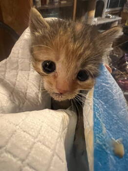 Rescue Domestic Short Hair Cats for Adoption in Cromwell, Kentucky - Cher | PetCurious