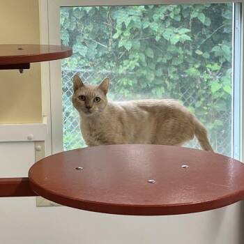 Kumquat (f) -  Domestic Short Hair Cat for Adoption in Bedford, New Hampshire - Kumquat (f) | PetCurious