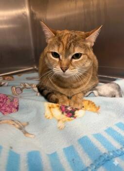 Rescue Domestic Short Hair Cats for Adoption in Athens, Alabama - ANNIE | PetCurious