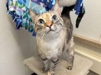 Domestic Short Hair Cats Available for Adoption - Nala | PetCurious