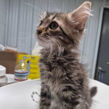 Tad -  Domestic Long Hair Cat for Adoption in Oak Ridge, Tennessee - Tad | PetCurious