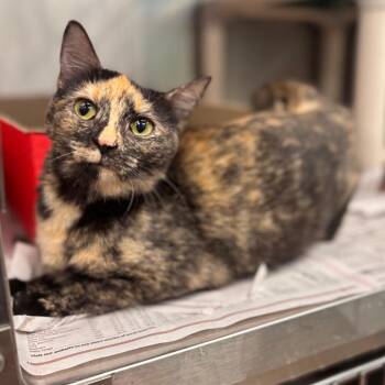 Domestic Short Hair Cats Available for Adoption in Belleville, Illinois - Princess- PetSmart Belleville | PetCurious