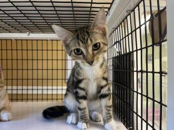 Reaper -  Domestic Short Hair Cat for Adoption - Reaper | PetCurious