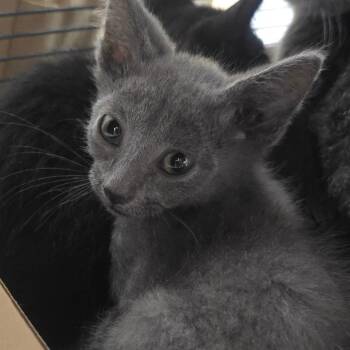 Armin -  Domestic Short Hair Cat for Adoption in Milan, Illinois - Armin | PetCurious