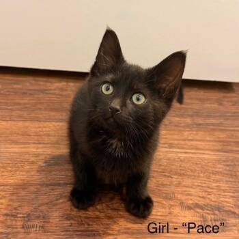 Pace -  Domestic Short Hair Cat for Adoption in Nampa, Idaho - Pace | PetCurious
