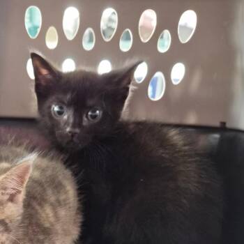 Blackie -  Domestic Short Hair Cat for Adoption in Montgomery, Alabama - Blackie | PetCurious