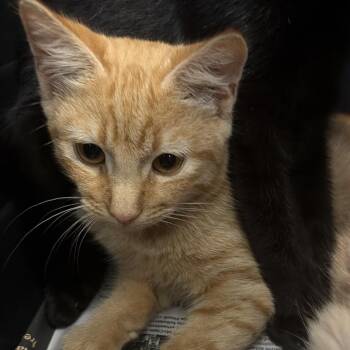 Maxwell 3 -  Domestic Short Hair Cat for Adoption in Montgomery, Alabama - Maxwell 3 | PetCurious