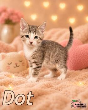 Dot -  Domestic Short Hair Cat for Adoption in Douglasville, Georgia - Dot | PetCurious
