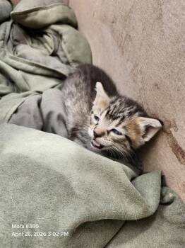 Domestic Short Hair Cats Available for Adoption in San Antonio, Texas - BILLY | PetCurious