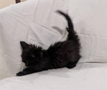 TYMPHANY -  Domestic Short Hair Cat for Adoption in Camarillo, California - TYMPHANY | PetCurious