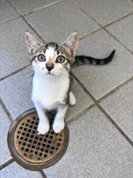 Marilyn -  Domestic Short Hair Cat for Adoption in Honolulu, Hawaii - Marilyn | PetCurious
