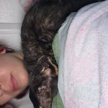 Lilo -  Domestic Short Hair Cat for Adoption in San Antonio, Texas - Lilo | PetCurious