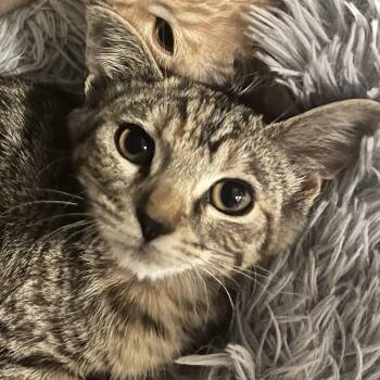 Chipotle -  Domestic Short Hair Cat Available for Adoption in Santa Ana, California - Chipotle | PetCurious