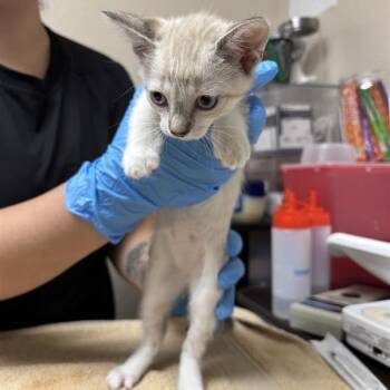 Catastrophe -  Domestic Short Hair Cat for Adoption in Tempe, Arizona - Catastrophe | PetCurious