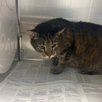 Halani -  Domestic Short Hair Cat for Adoption in Memphis, Tennessee - Halani | PetCurious