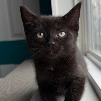 Swiss Roll -  Domestic Short Hair Cat for Adoption in Asheville, North Carolina - Swiss Roll | PetCurious