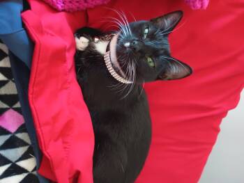 Rescue Domestic Short Hair Cats for Adoption in Villa Park, California - Charlie | PetCurious