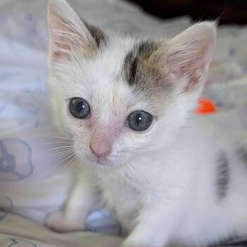 Sunny -  Domestic Short Hair Cat for Adoption in Chattanooga, Tennessee - Sunny | PetCurious
