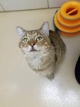 Draco Meowfoy -  Domestic Short Hair Cat for Adoption in Hamilton, Ohio - Draco Meowfoy | PetCurious