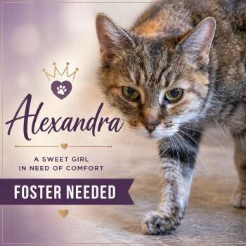 Tabby and Calico Cats Available for Adoption in Greenville, Delaware - Alexandra: Hospice Foster Requested (3/26/26-14) | PetCurious
