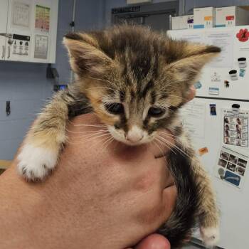 Dana -  Domestic Short Hair Cat Available for Adoption in Martinsville, Virginia - Dana | PetCurious
