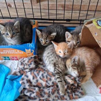 Singers Siblings - Freddie -  Domestic Short Hair Cat for Adoption in Washington, District Of Columbia - Singers Siblings - Freddie | PetCurious