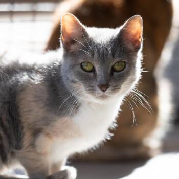 Rescue Domestic Short Hair Cats for Adoption in Kanab, Utah - Sally | PetCurious