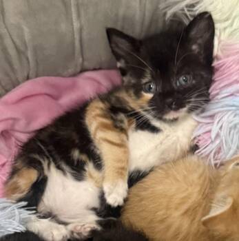 Domestic Short Hair Cats Available for Adoption in Ardsley, New York - Rusty & Madison  | PetCurious