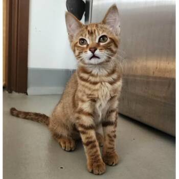 Plywood -  Domestic Short Hair Cat for Adoption in Stoughton, Wisconsin - Plywood | PetCurious