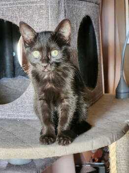 Rescue Domestic Short Hair Cats for Adoption in Oakdale, California - Patty | PetCurious