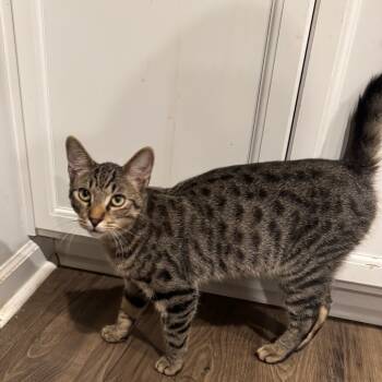 Rescue Domestic Short Hair Cats for Adoption in Huntsville, Alabama - Turtle | PetCurious