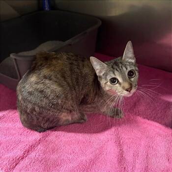 Domestic Short Hair Cats Available for Adoption - Cora | PetCurious