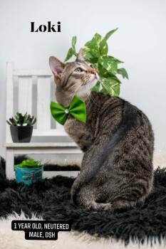 Loki -  Domestic Short Hair Cat for Adoption in Sevierville, Tennessee - Loki | PetCurious